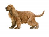 Illustration of English Cocker Spaniel (Canis lupus familiaris) (#3754)