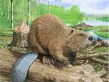 Illustration of Beaver (Eurasian) Castor fiber (#3182)