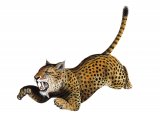 Illustration of Eusmilus (#0586)