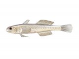 Illustration of Transparent Goby (Aphia minuta) (#3049)