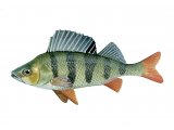 Illustration of Perch (Perca fluviatilis) (#3229)