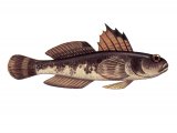 Illustration of Black Goby (Gobius niger) (#3050)