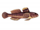 Illustration of Goby (Rock) Gobius paganellus (#3053)