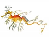 Illustration of Sea Dragon (Phycodurus eques) (#3086)