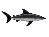 Illustration of Shark (Porteagle) Lamna nasus (#3087)