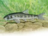 Illustration of Gudgeon (Gobio gobio) (#3233)