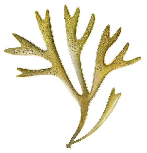 Illustration of False Irish Moss (Mastocarpus stellatus) (#4406)