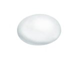Illustration of Feral Pigeon egg (Columba livia) (#2424)