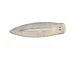 Illustration of Flatworm (Planaria) (#1538)