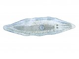 Illustration of Flatworm (Mesostoma) (#2286)