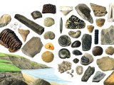 Illustration of Fossils (complete spread) (#0647)