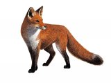 Illustration of Fox (red) Vulpes vulpes (#2094)