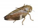 Illustration of Common Froghopper (Philaenus spumarius) (#2668)
