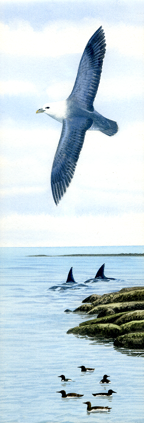 Illustration of Fulmar scene (Fulmarus glacialis) (#4339)