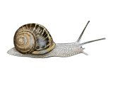 Illustration of Common Garden Snail (Helix aspersa) (#2290)