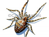 Illustration of Garden Spider (Araneus diadematus) (#1141)