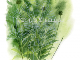 Illustration of Garden Spider web (Araneus diadematus) (#1508)