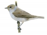 Illustration of Garden Warbler (Sylvia borin) (#4081)