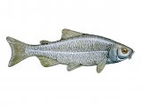 Illustration of Generic Fish (#0138)