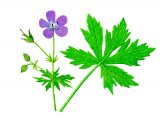 Illustration of Geranium (Wood) Geranium sylvaticum (#0966)