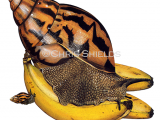 Illustration of Giant African Land Snail (Achatina achatina)  (#0552)