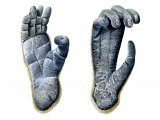 Illustration of Gibbon Feet (Hylobatidae Spp.) (#1420)