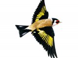 Illustration of Goldfinch (Carduelis carduelis) (#1826)