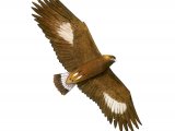 Illustration of Golden Eagle (Aquila chrysaetos) (#1980)