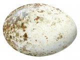 Illustration of Golden Eagle egg (Aquila chrysaetos) (#1726)