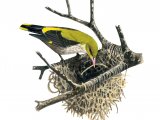 Illustration of Golden Oriole female (Oriolus auratus) (#0151)