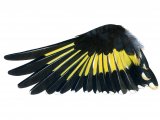 Illustration of Goldfinch wing (Carduelis carduelis) (#1760)
