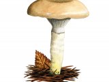 Illustration of Gomphidius glutinosus (Slimy  Spike) (#2320)