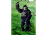 Illustration of Gorilla (Gorilla beringei beringei) (#0500)