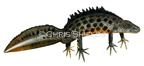 Illustration of Great Crested Newt male (Triturus cristatus) (#0707)