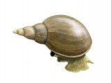 Illustration of Great Pond Snail (Lymnaea stagnalis).jpg (#2991)
