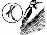 Illustration of Great Spotted Woodpecker (Dendrocopos major) (#4346)