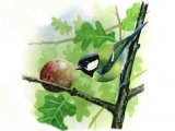 Illustration of Great Tit (Parus major) (#0150)