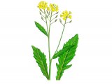 Illustration of Great Yellow Cress (Rorippa amphibium) (#0949)
