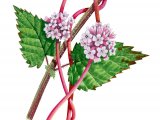 Illustration of Greater Dodder (Cuscuta europaea) (#2075)