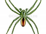 Illustration of Green Huntsman Spider male (Micrommata virescens) (#2922)