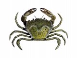 Illustration of Green Shore Crab (Carcinus maenas) (#2252)