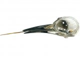 Illustration of Green Woodpecker Skull (Pictus viridis) (#0827)
