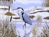 Illustration of Grey Heron  (Ardea cinerea) (#0425)