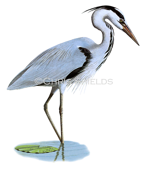 Illustration of Grey Heron (Ardea cinerea) (#2087)