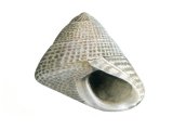 Illustration of Grey Topshell (Gibbula cineraria) (#1916)