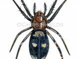 Illustration of Ground Spider (callilepis nocturna) (#4704)