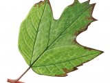 Illustration of Guelder Rose (Viburnum opulus) (#3217)