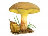 Illustration of Gyrodon lividus (Alder Bolete) (#3174)