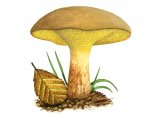 Illustration of Gyodon livudus (Alder Bolete) (#2008)