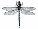 Illustration of Dragonfly (Hairy) Brachytron pratense (#0548)